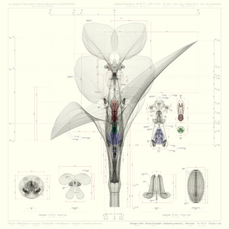 3D-Botanik von Macoto Murayama